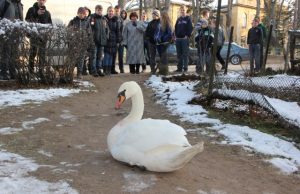 Mokiniai gailėjo šąlančios gulbės. D. Zibolienės nuotr.