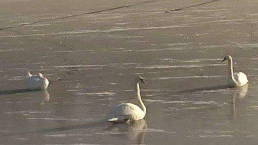 Ar išgyvens ant ledo baltosios gulbės? M. Svirskio nuotr.