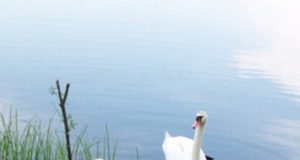 Didingų paukščių šeima. S.Stanišausko nuotr.