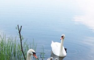 Didingų paukščių šeima. S.Stanišausko nuotr.