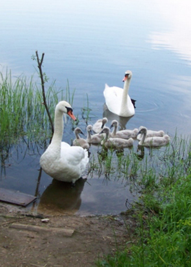 Didingų paukščių šeima. S.Stanišausko nuotr. Didingų paukščių šeima. S.Stanišausko nuotr.