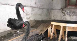 Juodosios gulbės laikinai apsigyveno dvaro rūsyje. N.Byčkovskio nuotr.