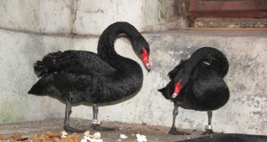 Lita ir Latas žiemos dvaro rūsiuose. N.Byčkovskio nuotr.