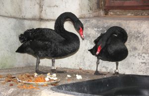 Lita ir Latas žiemos dvaro rūsiuose. N.Byčkovskio nuotr.