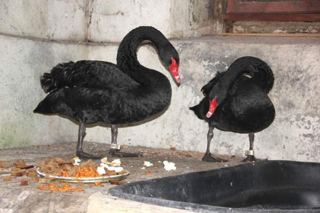 Lita ir Latas žiemos dvaro rūsiuose. N.Byčkovskio nuotr.