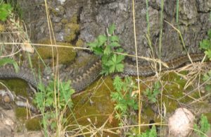 Gyvačių irštva – prieš pat sodybos slenkstį Ši sodybos gyventojus bauginusi nuodinga angis kartu su gyvačiukų besilaukiančia gentaine išgabentos į Kukių miško gilumą. K.Miliūnės nuotr.