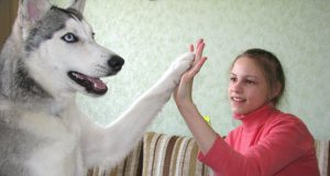 Haskė Perla noriai sureagavo į  šeimininkės L.Balčiūnaitės komandą: „Duok penkis!“ N.Byčkovskio nuotr.