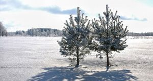 Gruodžio pradžios šiluma ištirpdys pirmąjį sniegą. Virginijaus Stumbrio nuotr.