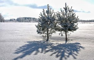 Gruodžio pradžios šiluma ištirpdys pirmąjį sniegą. Virginijaus Stumbrio nuotr.