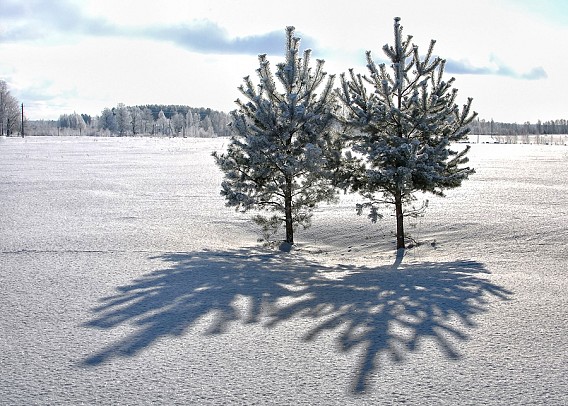 Gruodžio pradžios šiluma ištirpdys pirmąjį sniegą. Virginijaus Stumbrio nuotr. Gruodžio pradžios šiluma ištirpdys pirmąjį sniegą. Virginijaus Stumbrio nuotr.