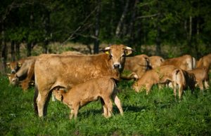 Po Ilzenbergo dvaro ganyklas pasklidę aubrakai tik žiemą glausis pašiūrėse. Ilzenbergo dvaro archyvo nuotr.