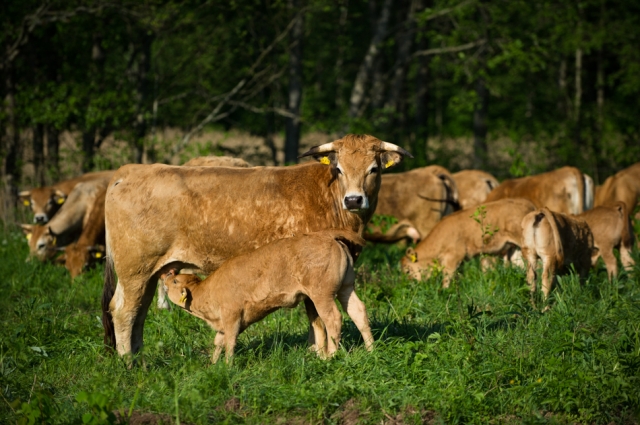 Po Ilzenbergo dvaro ganyklas pasklidę aubrakai tik žiemą glausis pašiūrėse. Ilzenbergo dvaro archyvo nuotr. Po Ilzenbergo dvaro ganyklas pasklidę aubrakai tik žiemą glausis pašiūrėse. Ilzenbergo dvaro archyvo nuotr.
