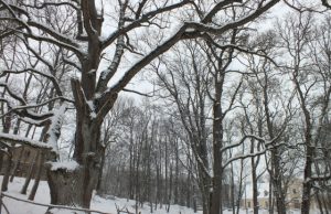 Šimtmečių istoriją menantis Ilzenbergo ąžuolas tapo valstybės saugoma gamtos vertybe Ilzenbergo dvaro parko įžymybė - valstybės saugomas didingas ąžuolas.