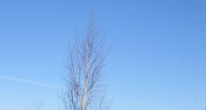 A. Mackuvienės nuotr.