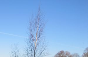 A. Mackuvienės nuotr.