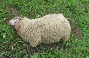 Vilkų atakos tęsiasi: ūkininkus įspėja būti budrius!