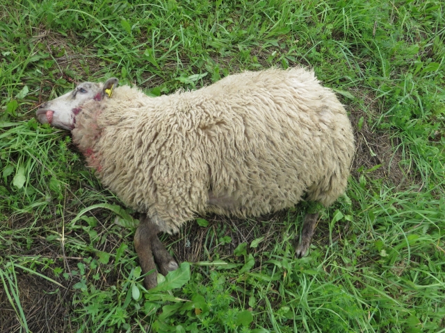 Vilkų atakos tęsiasi: ūkininkus įspėja būti budrius!
