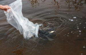 Žuvų paleidimas Miliūnų–Vaidlėnų tvenkinyje. D. Zibolienės nuotr.