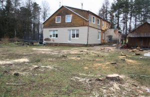 Nupjauti pavojų kėlę beržai ir pušys