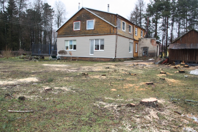 Nupjauti pavojų kėlę beržai ir pušys