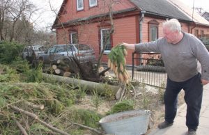 Antanas Žymantas apžiūrinėja prie jo namo apie 30 metų augusios eglės kankorėžius. D. Zibolienės nuotr.