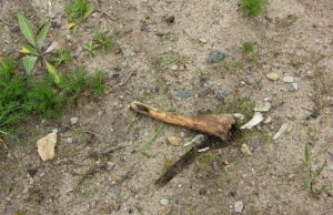 Ne vienas praeivis nekreipia dėmesio - žmogaus kaulas atrodo tarsi pilka medžio šaka.