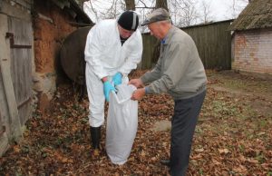 Veterinarijos specialistas Vydas Puidokas ir medžiotojas Pranas Zajančkauskas (dešinėje) nugaišusį šerną išvežė tyrimams.