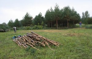 Baseino vietoje pradėti kirsti medžiai. D. Zibolienės nuotr.