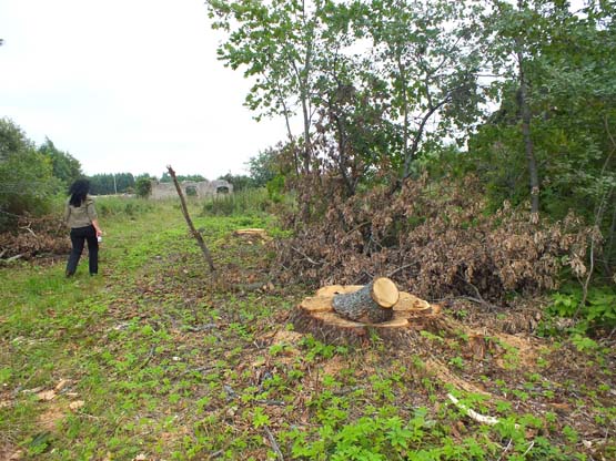 Negyvenamos sodybos šimtamečius ąžuolus liudija tik jų kelmai ir apdžiūvusios šakos. A.Minkevičienės nuotr.
