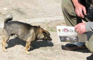 Laiškanešės V.Grigonienės šuo Rokis „skaito“ „Gimtąjį Rokiškį“. N.Byčkovskio nuotr.