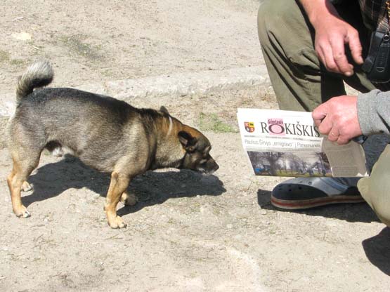 Laiškanešės V.Grigonienės šuo Rokis „skaito“ „Gimtąjį Rokiškį“. N.Byčkovskio nuotr.