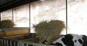 Veršelius auginantys ūkininkai sujudo sužinoję