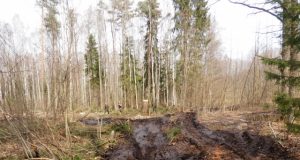 Suniokotas kelias Taručių miške (Pandėlio girininkija).J.Adamonio nuotr.