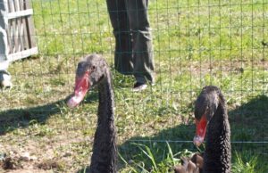 Rokiškio dvaro tvenkinio juodosios gulbės.