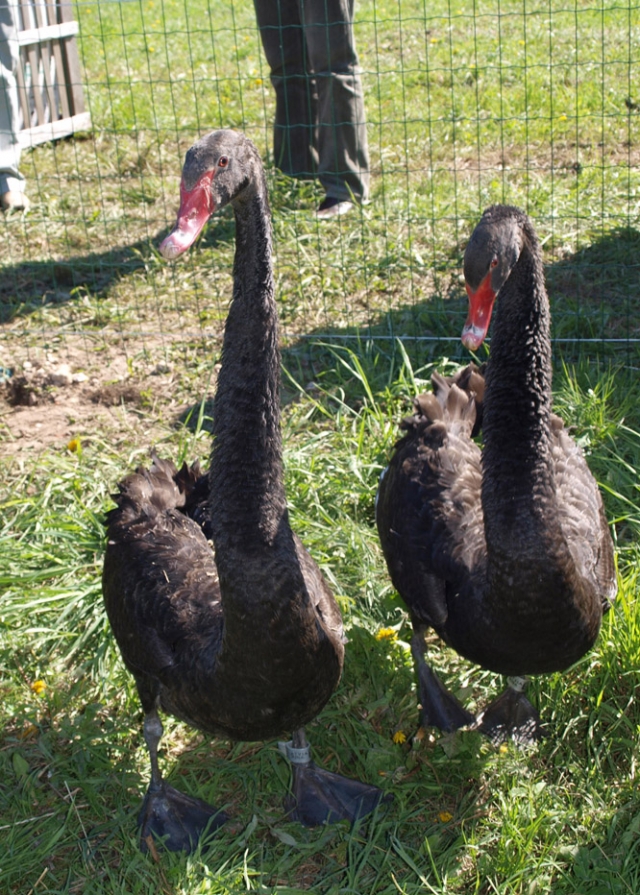 Rokiškio dvaro tvenkinio juodosios gulbės.
