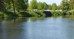 Rokiškio dvaro tvenkinio puošmena - juodųjų gulbių pora.