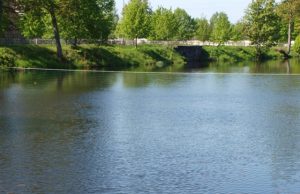 Rokiškio dvaro tvenkinio puošmena - juodųjų gulbių pora.