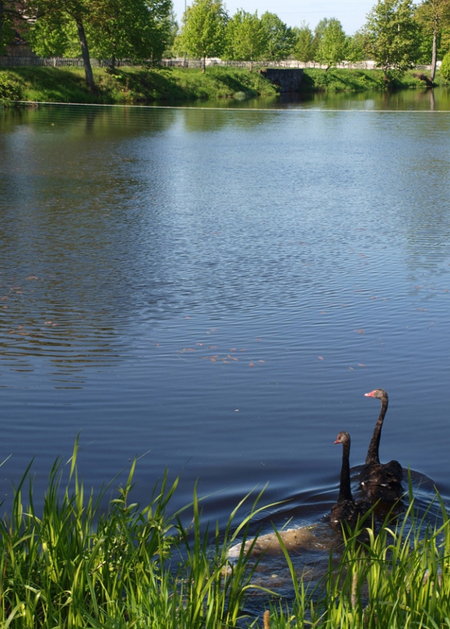 Rokiškio dvaro tvenkinio puošmena - juodųjų gulbių pora.
