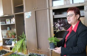 „Gvazdikėlių daigeliai jau krauna žiedus – belieka sulaukti šiltesnių orų“