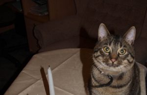 Katinėko užrašai Tigras laukia Kalėdų. L. Dūdaitės nuotr.