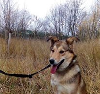 Šunelis ieško namų Dovanojama kalytė.