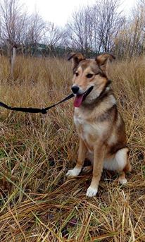 Dovanojama kalytė. Dovanojama kalytė.