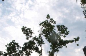 Tragedija: penkiolikmetis iškeliavo pas angelus Gyvybė - brangiausias žmogaus turtas. Tačiau vis dažniau mus sukrečia žinios apie savižudybes.