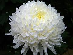 Karališkoji chrizantema. Redakcijos archyvo nuotr. Karališkoji chrizantema. Redakcijos archyvo nuotr.