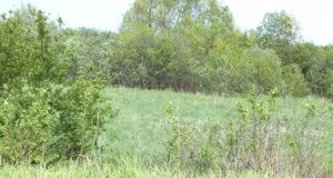 Karvę Čigonę nugalabijo kraujasiurbiai mašalai. A.Minkevičienės nuotr.