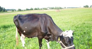 Rajono atstovai rungsis dėl geriausio melžėjo titulo. N.Byčkovskio nuotr.