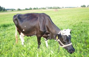 Rajono atstovai rungsis dėl geriausio melžėjo titulo. N.Byčkovskio nuotr.