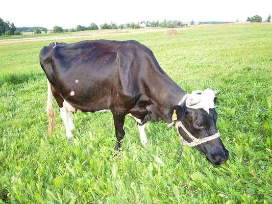 Rajono atstovai rungsis dėl geriausio melžėjo titulo. N.Byčkovskio nuotr. Rajono atstovai rungsis dėl geriausio melžėjo titulo. N.Byčkovskio nuotr.