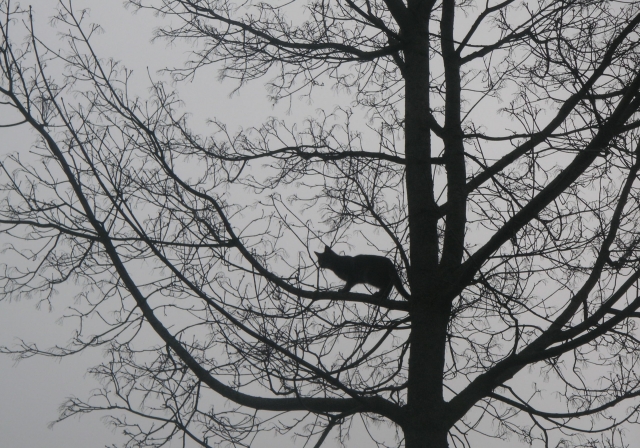 Privaloma šunų ir kačių registracija – nuo sausio 1 d.