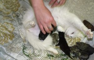 Motinystės instinktas: triušiukus užaugino katė Tris savaites katė globojo